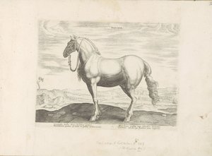 Paard uit Noord-Italië Insuber (オブジェクトのタイトル) Paardenrassen uit de Koninklijke Stalen van Don Juan van Oostenrijk (シリーズ タイトル) ありとあらゆる貴族が乗った馬 世界各地で際立った馬のふるまいが選ばれる (…) (連載タイトル o 作： Anonymous
