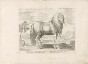 Paard uit Roemenië (オランダ語) Dacus (オブジェクトのタイトル) Paardenrassen uit de Koninklijke Stalen van Don Juan van Oostenrijk (シリーズ タイトル) ありとあらゆる貴族が乗った馬 世界各地の選りすぐりの馬のふるまい（・・・）（連載タイトル）