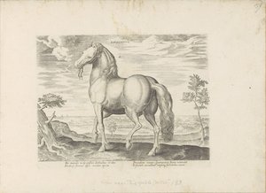 サルデーニャ出身のパールド Sardonicus (オブジェクトのタイトル) Paardenrassen uit de Koninklijke Stalen van Don Juan van Oostenrijk (シリーズ タイトル) ありとあらゆる貴族が乗った馬 世界各地の選りすぐりの馬のふるまい（…）（連載タイトル
