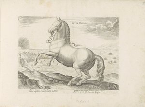 Paard uit Spanje スペインの馬 (オブジェクトのタイトル) Paardenrassen uit de Koninklijke Stalen van Don Juan van Oostenrijk (シリーズ タイトル) ありとあらゆる貴族が乗った馬 世界各地の選りすぐりの馬のふるまい（・・・）（連載タイトル） 作： Anonymous