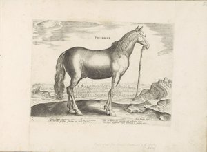 Paard uit Thessalië テッサリア (オブジェクトのタイトル) Paardenrassen uit de Koninklijke Stalen van Don Juan van Oostenrijk (シリーズ タイトル) ありとあらゆる貴族が乗った馬 世界各地の選りすぐりの馬のふるまい（…）（連載タイトル 作： Anonymous