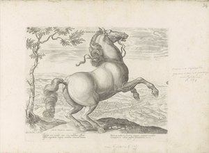 Paard uit Toscane トスカーナ (オブジェクトのタイトル) あらゆる種類の貴族が乗った馬：世界のさまざまな地域で区別された馬の行動が選択された（...）（オブジェクトに関するシリーズタイトル）