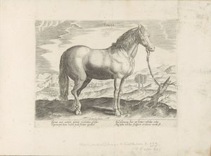 Paard uit Turkije トルコ語 (オブジェクトのタイトル) Paardenrassen uit de Koninklijke Stalen van Don Juan van Oostenrijk (シリーズ タイトル) ありとあらゆる貴族が乗った馬 世界各地で際立った馬の行動が選ばれました (...) (objeのシリーズタイトル