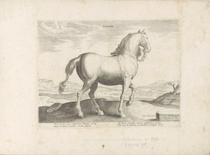 Paard uit Vlaanderen フランダース (オブジェクトのタイトル) Paardenrassen uit de Koninklijke Stalen van Don Juan van Oostenrijk (シリーズ タイトル) ありとあらゆる貴族が乗った馬 世界各地の選りすぐりの馬のふるまい（…）（連載タイトル