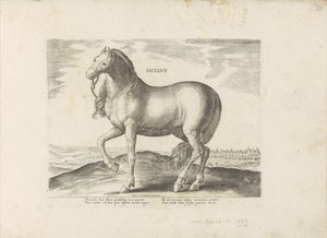 パールド・ヴァン・シチリア Siculus (オブジェクトのタイトル) Paardenrassen uit de Koninklijke Stalen van Don Juan van Oostenrijk (シリーズ タイトル) あらゆる種類の貴族が乗っている馬：世界のさまざまな地域から区別された馬の行動が選択されました（...）（objのシリーズタイトル