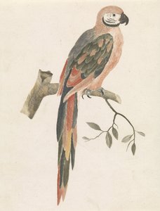 枝のオウム