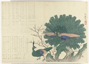 クジャク アルバム 四条摺物 1840年～1900年（連載タイトル） 作： Anonymous