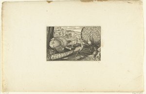 孔雀を見せて、孔雀と七面鳥を歩く Volatirium v​​arii Generis (...) (シリーズタイトル) 作： Anonymous