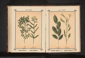 レッドサンダルウッドとフェンネルのスパイス Ｐｔｅｒｏｃａｒｐｕｓ ｓａｎｔａｌｉｎｕｓ Ｌ．ｆｉｌ． Foeniculum officinale Al.. (オブジェクトのタイトル) 作： Anonymous