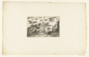 鳥に捕食されるミミズクとフクロウ Volatirium v​​arii Generis (...) (シリーズ名)