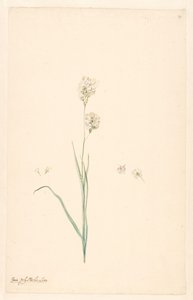 雌しべと花の詳細を持つ Ixia polystachya の枝