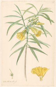 雌しべと花の詳細を持つ黄色の花 (ユリの一種) の枝 作： Anonymous
