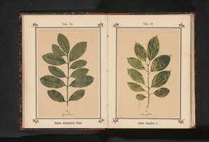クスノキの枝 Laurus Camphora L. (オブジェクトのタイトル) 作： Anonymous