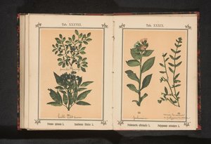ブラックソーンとエルダーベリーの枝 Prunus spinosa L. Sumbucus Ebulus L. (オブジェクトのタイトル) 作： Anonymous