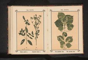 夏ライムの枝と冬ライムの枝 Tilia grandifolia えー。 Tilia parvifolia えー。 (アイテムのタイトル) 作： Anonymous