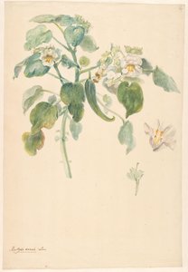 雌しべと花の詳細を持つ白い猫の爪の枝 作： Anonymous