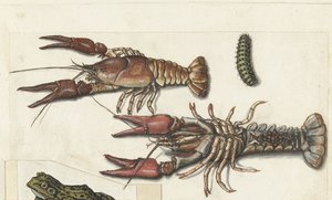2 つの手長海老と毛虫 Cangrejos (オブジェクトのタイトル) ロンバードアルバム（シリーズタイトル） 作： Anonymous