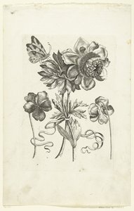 2 つのパンジーを含む 4 つの花 Novae Florum Icones (シリーズタイトル) 作： Anonymous