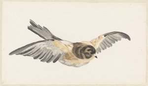 Vliegende キープ (Fringilla montifringilla)