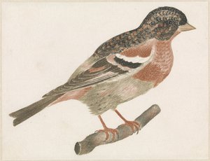 右側の枝にいる鳥、おそらくウソ 作： Anonymous