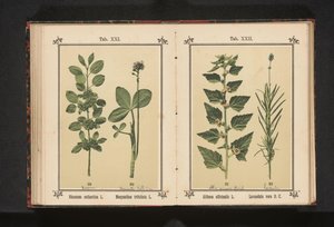 ウェッジドアーンとウォータードライの葉 Rhamnus cathartica L. Menyanthes trifoliata L. (オブジェクトのタイトル) 作： Anonymous