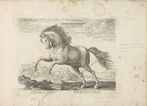 野生の馬 Equus Liber et Incopositus (オブジェクトのタイトル) あらゆる種類の貴族が乗った馬：世界のさまざまな地域で区別された馬の行動が選択された（...）（オブジェクトに関するシリーズタイトル）