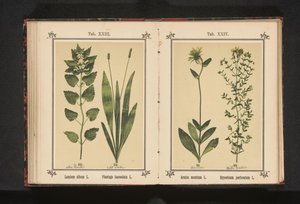 白いオドリコソウと狭いオオバコ オオムギのアルバム L. Plantago lanceolata L. (オブジェクトのタイトル) 作： Anonymous