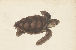 Zeeschildpad Tortugas - Eretmochelys imbricata / Hawksbill Turtle / karetschildpad (オブジェクトのタイトル) ロンバードアルバム（シリーズタイトル）