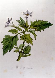 ボタニカルボード。Datura Stramonium (Datura stramoine or stramoine officinale).ドイツの博物学者Franz von Paula Schrank (1747-1835)の "Flora Monacensis "に掲載されている版画で、1816年にモナコで撮影されたものです。 作： Anonymous Anonymous