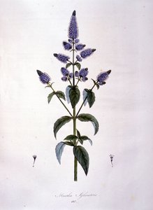 植物板：ワイルドミント（mentha sylvestris）。19世紀のエングレービング。 作： Anonymous Anonymous