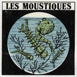 光の投影：蚊の幼虫を観察するための投影用ランタンの使用。1925年の匿名のイラスト。個人蔵。 作： Anonymous Anonymous