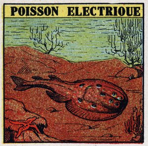 エレキテルの生理的効果：電気魚。1925年の匿名のイラスト。個人蔵。 作： Anonymous Anonymous