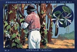 世界のプロダクション。西インド諸島のバニラ。"Joseph-Milliat Album "の1933年のクロモリ写真 作： Anonymous Anonymous