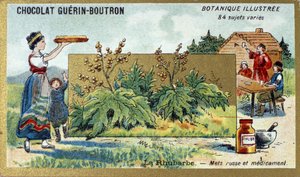 ルバーブ：ロシアの食と薬。エングレービング（クロモ）。Guerin-Boutronチョコレートの広告用クロモリトグラフ、19世紀後半。イラストリーボタニカルシリーズ。 作： Anonymous Anonymous