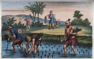中国のライスプランテーション（la rice） - 「宇宙のすべての人々の用途と習慣」からの彫刻。Or History of the Government, Laws, Militia, Religion of All Nations from the Remotest Times to the Present Day" 1856年 作： Anonymous Anonymous