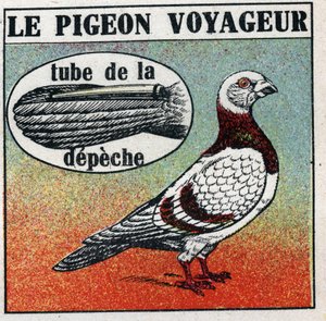 ザ・ポスト・オフィス旅行者用のハト。1925年の匿名のイラスト。個人蔵。 作： Anonymous Anonymous