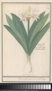 アマリリス (Hippeastrum) ヘロモカリス バレンチナ / ポルトガルのアイリス (オブジェクトのタイトル)