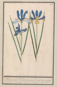 Blauwe lis (Iris sibirica) ポルトガル語。 /アイリスルシタナエ。 /アイリスポルトガル。 (オブジェクトのタイトル) 作： Anselmus Boëtius de Boodt