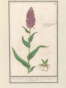 ブロードラン (Dactylorhiza majalis) Standelcruijd。 /サティリオンランまたはサイノソルキス。 /サティリオン。 (オブジェクトのタイトル) 作： Anselmus Boëtius de Boodt