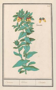 Cerinthe（ケリンテメジャー） 要件。 / 要件。 / 要件。 (オブジェクトのタイトル)