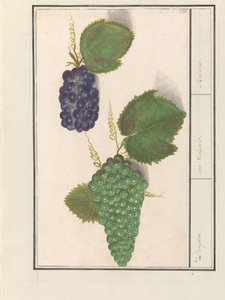 ドルイフ (Vitis vinifera) ドルイベン。 /ウバ尋常性。 / レーズン (オブジェクトのタイトル)