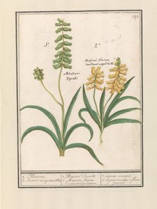 ドルフィヤシンス（ムスカリ） 1.ムスカリ。 2. Muscari met geluwe bloem / 1. Muscari Decadi 2. Muscari slavium Constantinopolitanium. / 1.ナツメグ。 2. 黄花チャイブ (オブジェクトのタイトル) 作： Anselmus Boëtius de Boodt