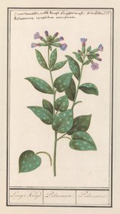 斑点のある肺麦汁 (Pulmonaria officinalis) より長いハーブ。 / 肺炎。 /肺。 (アイテムのタイトル) 作： Anselmus Boëtius de Boodt