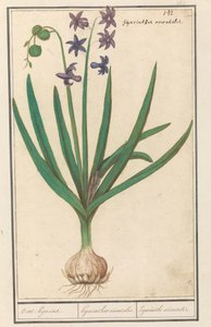 ヒヤシンス (Hyacinthus orientalis) Oost-hijacint /オリエンタルヒヤシンス。 / オリエンタル ヒヤシンス (オブジェクトのタイトル) 作： Anselmus Boëtius de Boodt