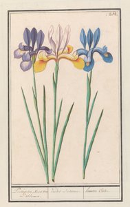 アイリス (Iris siberica) van Lisbloemenのようなポルトガル語。 / アイリス ルシタナエ。 /ヘメロケイル。 (オブジェクトのタイトル) 作： Anselmus Boëtius de Boodt
