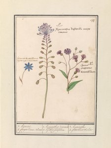 Kuifhyacint (Muscari comosum) en korenbloem (Centaurie) 1.ハイジャック 2. 紫色の Coorn Bloeme / 1. ヒヤシンス ジオスコリデス。 イケメン市長。 2.カジャヌスパープル。 / 1. ヒヤシンス 2. petit bluet violet (オブジェクトのタイトル) 作： Anselmus Boëtius de Boodt