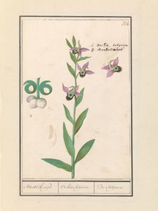 笑うマルハナバチ蘭 (Ophrys bombyliflora) とアネモネン (アネモネ) | 笑うマルハナバチ蘭 (Ophrys bombyliflora) 笑うマルハナバチ蘭 (Ophrys bombyliflora)