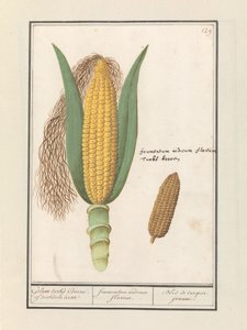 トウモロコシ（Zea mays） ゲルウェ タークス コーン。 turksche terwe / イエローインディアンコーン / Bled de turquie jeaune (オブジェクトのタイトル)