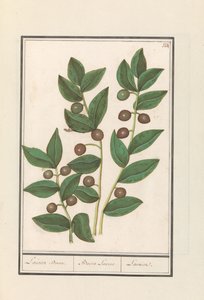 オリーブ（Olea europaea） 月桂樹。 /バッカ・ローラス。 /月桂樹（オブジェクトのタイトル） 作： Anselmus Boëtius de Boodt