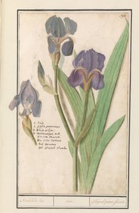 Paarse アイリス (Iris germanica) スティンケンデ・リス。 /虹彩。 /悪臭を放つグラジオラス。 炎。 (オブジェクトのタイトル) 作： Anselmus Boëtius de Boodt